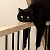 passingbuzzards: Black cat lying on the railing with paws hanging down (Default)