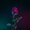 awlenrose: (retro rose)