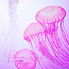 pastryqueen: (jellyfish)