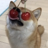 frenziedstars: A pair of cherries held in front of a shiba inu. The left cherry rests on the dog's tongue and the right cherry covers its eye. (cherries, shiba inu)