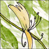 kaberett: a watercolour of a pale gold/salmon honeysuckle blossom against a background of green leaves (honeysuckle)